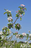 Apple tree (Malus spec.)