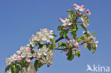 Apple tree (Malus spec.)