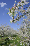 Apple tree (Malus spec.)