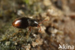 Atomaria testacea