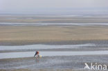 Baai van de Somme