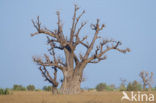 Baobab