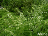 Basilicum (Ocimum basilicum)