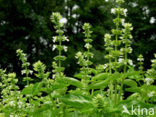 Basil (Ocimum basilicum)