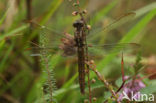 Beekoeverlibel (Orthetrum coerulescens) 