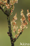 Behaarde rode bosmier (Formica rufa)