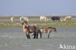 Belgian Horse (Equus spp)