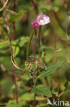 Bergbasterdwederik (Epilobium montanum)