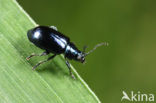 Berkenhaantje (Altica aenescens)