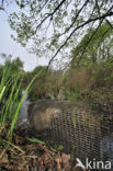 Coypu (Myocastor coypus)