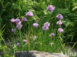 wild chives (Allium schoenoprasum)