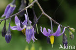 Bitterzoet (Solanum dulcamara)