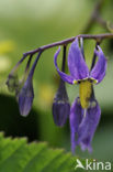 Bitterzoet (Solanum dulcamara)