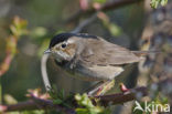 Blauwborst (Luscinia svecica)