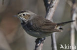 Bluethroat (Luscinia svecica)