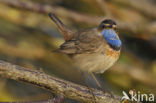 Bluethroat (Luscinia svecica)