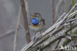 Blauwborst (Luscinia svecica)