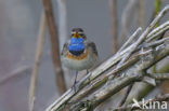 Blauwborst (Luscinia svecica)