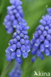 Blauwe druifjes (Muscari botryoides)