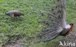 Blauwe pauw (Pavo cristatus)