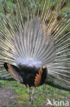 Common peafowl (Pavo cristatus)