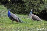 Blauwe pauw (Pavo cristatus)