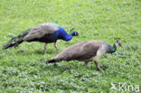 Blauwe pauw (Pavo cristatus)