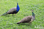 Blauwe pauw (Pavo cristatus)