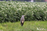 Grey Heron (Ardea cinerea)