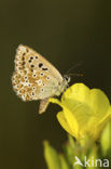 Chalk Hill Blue (Polyommatus coridon)