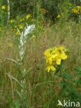 Bleekgele droogbloem (Gnaphalium luteo-album)