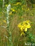 Bleekgele droogbloem (Gnaphalium luteo-album)