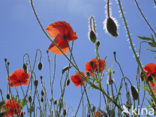 Bleke klaproos (Papaver dubium)