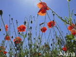 Bleke klaproos (Papaver dubium)