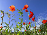 Bleke klaproos (Papaver dubium)