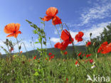 Bleke klaproos (Papaver dubium)