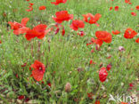 Bleke klaproos (Papaver dubium)