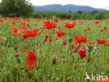 Bleke klaproos (Papaver dubium)