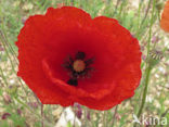 Bleke klaproos (Papaver dubium)