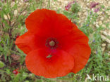 Long-headed Poppy (Papaver dubium)