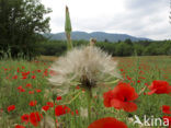 Bleke klaproos (Papaver dubium)