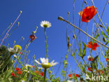 Bleke klaproos (Papaver dubium)