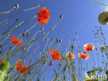 Bleke klaproos (Papaver dubium)