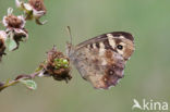 Speckled Wood (Pararge aegeria)