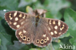 Speckled Wood (Pararge aegeria)