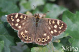 Speckled Wood (Pararge aegeria)