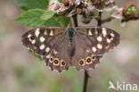 Speckled Wood (Pararge aegeria)