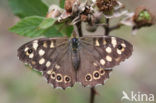 Speckled Wood (Pararge aegeria)