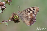 Bont zandoogje (Pararge aegeria)