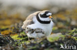 Bontbekplevier (Charadrius hiaticula)